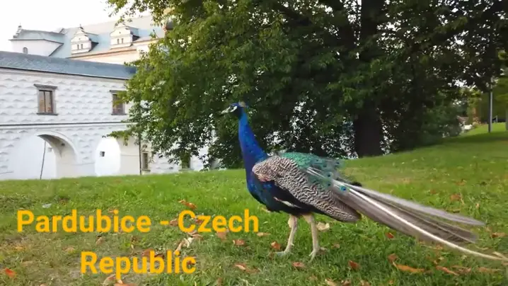 zcech fantasy & czech fantasy 301-350| Discover