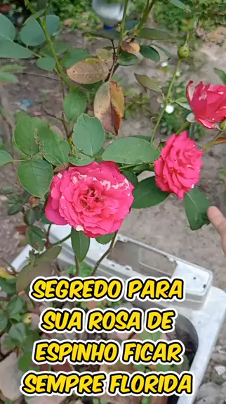 o espinho está para a rosa assim como _______está ...| Kwai