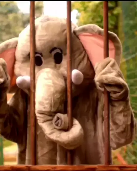 young paradise 5 17 invite | Discover    