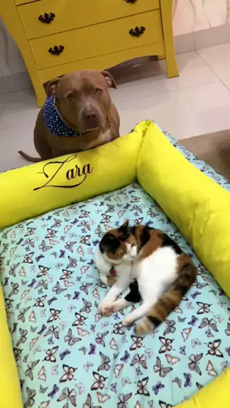 zara.rose.xo & zara.rose.xo video scandalDiscoveKwai