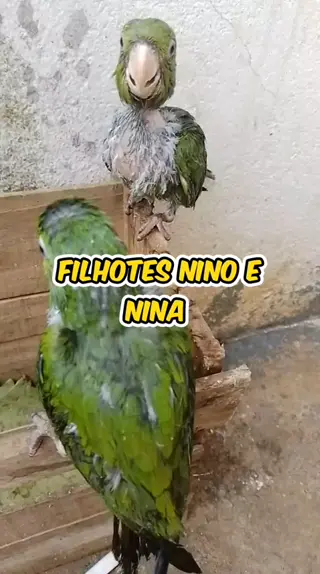 criação de filhotes de maritaca | Discover