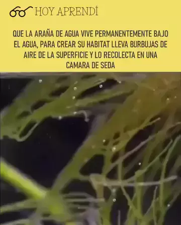 la varita de emiliano - buscar stickers de emilian| Kwai