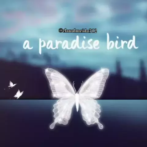 casey paradise bird | Discover-> 
