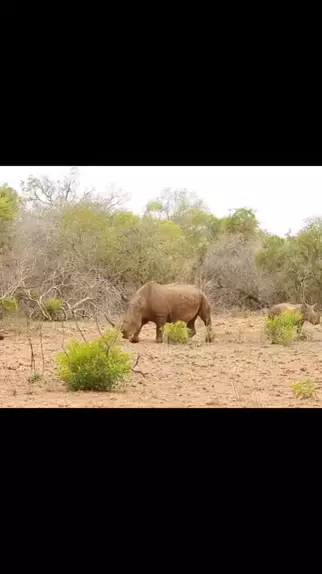 officially seni leaked