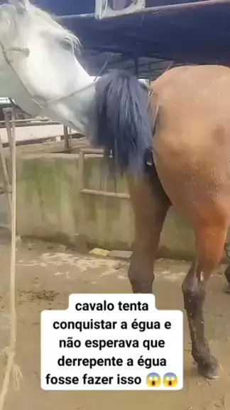 cavalo cruzando jumentos