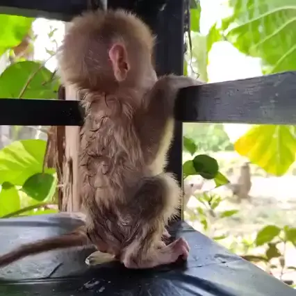monkey app latina nude & monkey app girls leaked|  ...| Kwai 