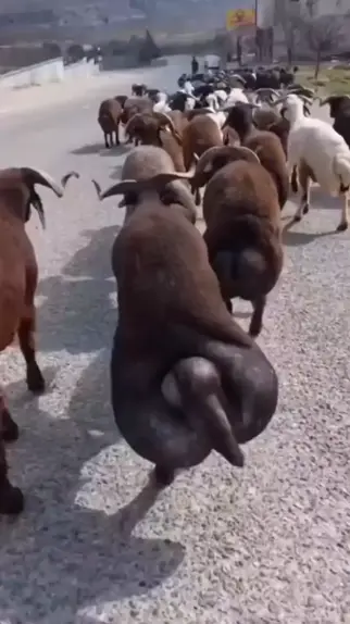 πnn on X: A cabra caga redondo, porque a porção final do intestino ...