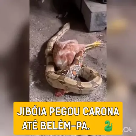 Você já viu as fezes de uma #serpente ? #cobra #jiboia #jiboiaarcoiris