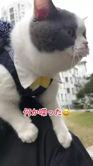 snow は る ちゃん