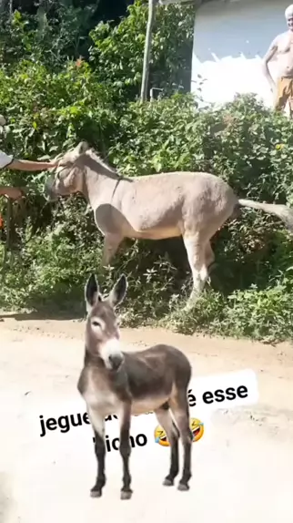 jumento meme & mordida do jumento ronaldo