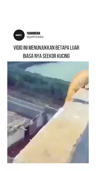 meme kucing ketawa nunjuk | Discover